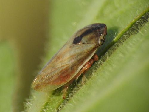 Neophilaenus sp.